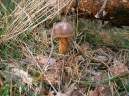 Waldpilze essbar &raquo; Waldpilze Essbar &raquo; kiefernsteinpilz